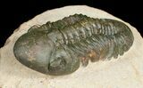 Prone Reedops Trilobite #4929-3